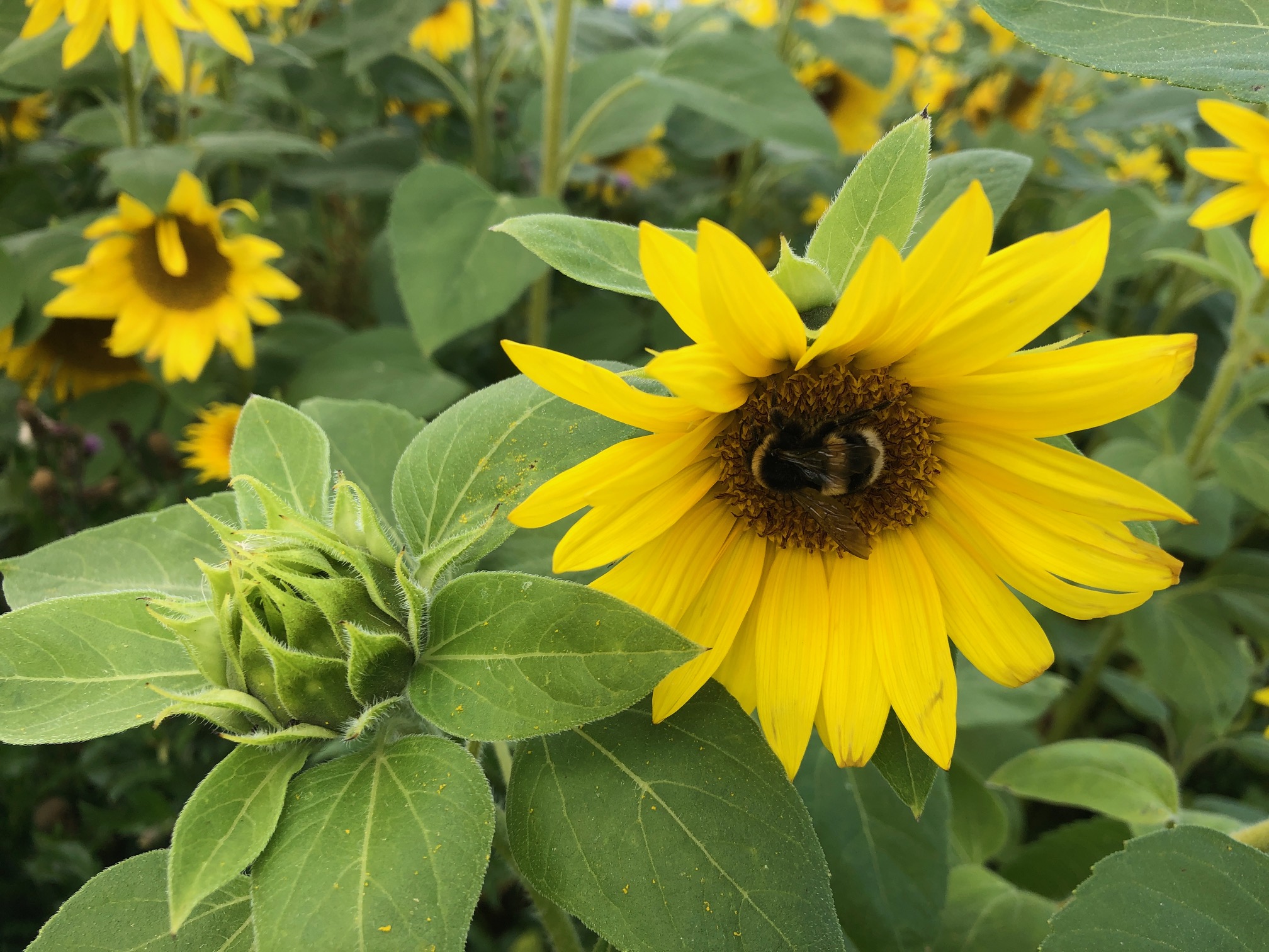 Selv på en skyet og blæsende dag vrimler det med insekter i blomsterbedene.