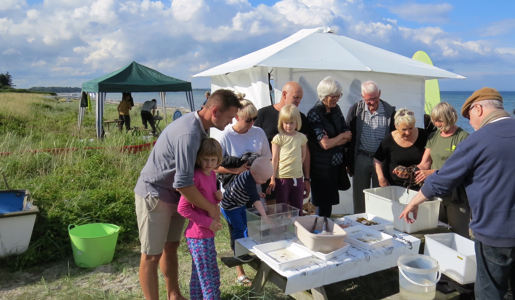 Livet på stranden - bliv klog på stranddyr 